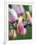 Two Swallowtail Butterflies on Tulip in Early Morning-Nancy Rotenberg-Framed Photographic Print