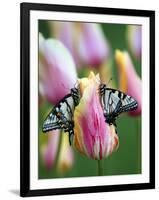 Two Swallowtail Butterflies on Tulip in Early Morning-Nancy Rotenberg-Framed Photographic Print