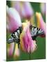 Two Swallowtail Butterflies on Tulip in Early Morning-Nancy Rotenberg-Mounted Photographic Print
