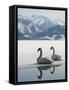 Two Swans are Sitting on the Partly Frozen Lake Zeller, Austria-null-Framed Stretched Canvas