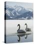 Two Swans are Sitting on the Partly Frozen Lake Zeller, Austria-null-Stretched Canvas