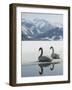 Two Swans are Sitting on the Partly Frozen Lake Zeller, Austria-null-Framed Photographic Print