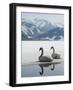 Two Swans are Sitting on the Partly Frozen Lake Zeller, Austria-null-Framed Photographic Print