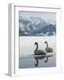 Two Swans are Sitting on the Partly Frozen Lake Zeller, Austria-null-Framed Photographic Print