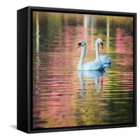 Two Swans Float on a Colorful Reflective Lake-Alex Saberi-Framed Stretched Canvas