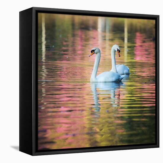 Two Swans Float on a Colorful Reflective Lake-Alex Saberi-Framed Stretched Canvas