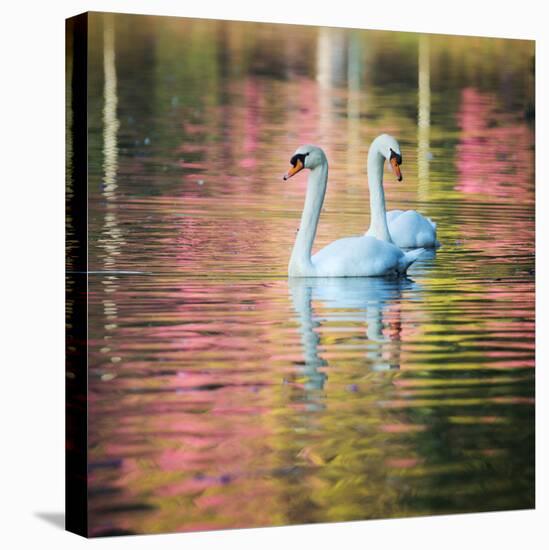 Two Swans Float on a Colorful Reflective Lake-Alex Saberi-Stretched Canvas