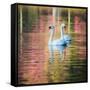 Two Swans Float on a Colorful Reflective Lake-Alex Saberi-Framed Stretched Canvas