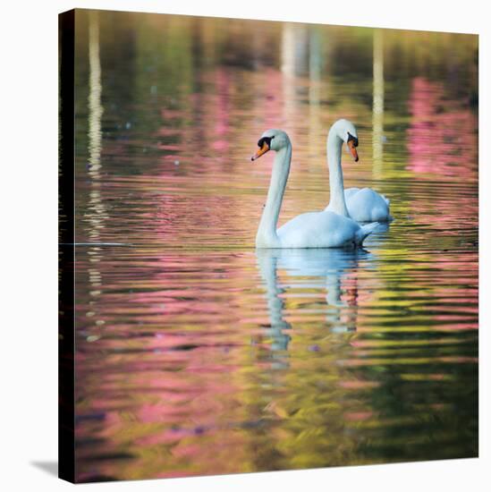 Two Swans Float on a Colorful Reflective Lake-Alex Saberi-Stretched Canvas