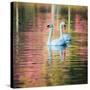 Two Swans Float on a Colorful Reflective Lake-Alex Saberi-Stretched Canvas