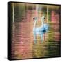 Two Swans Float on a Colorful Reflective Lake-Alex Saberi-Framed Stretched Canvas