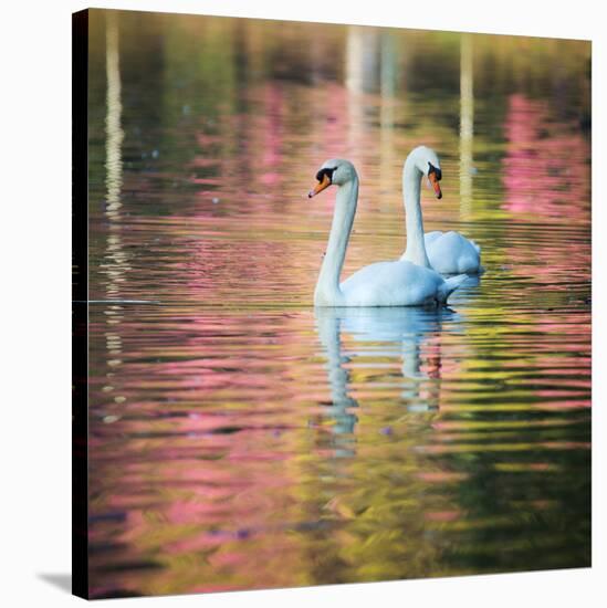 Two Swans Float on a Colorful Reflective Lake-Alex Saberi-Stretched Canvas