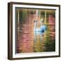 Two Swans Float on a Colorful Reflective Lake-Alex Saberi-Framed Premium Photographic Print