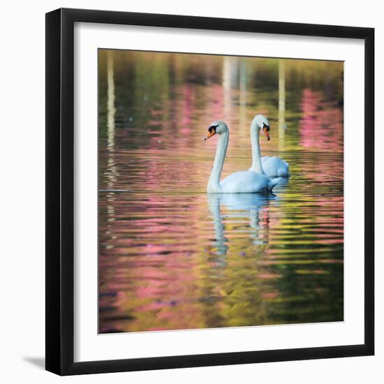 Two Swans Float on a Colorful Reflective Lake-Alex Saberi-Framed Premium Photographic Print