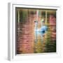 Two Swans Float on a Colorful Reflective Lake-Alex Saberi-Framed Premium Photographic Print