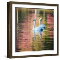 Two Swans Float on a Colorful Reflective Lake-Alex Saberi-Framed Photographic Print