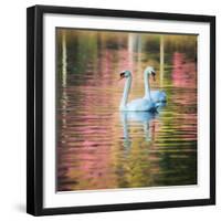 Two Swans Float on a Colorful Reflective Lake-Alex Saberi-Framed Photographic Print