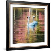 Two Swans Float on a Colorful Reflective Lake-Alex Saberi-Framed Photographic Print