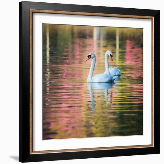 Two Swans Float on a Colorful Reflective Lake-Alex Saberi-Framed Photographic Print