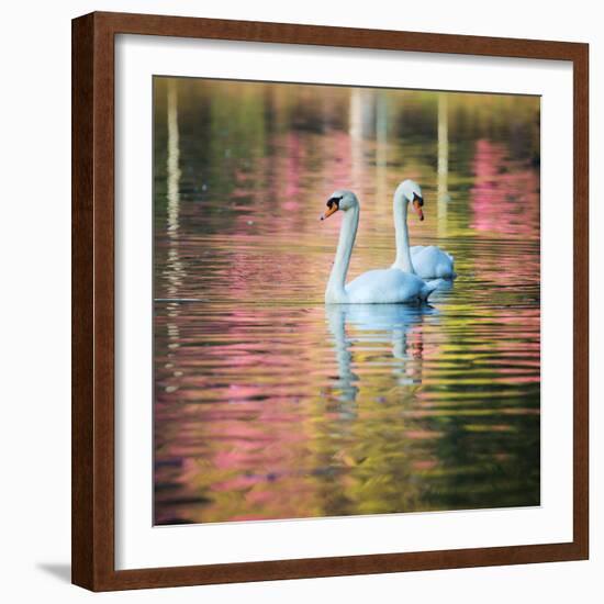 Two Swans Float on a Colorful Reflective Lake-Alex Saberi-Framed Photographic Print