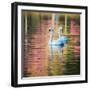 Two Swans Float on a Colorful Reflective Lake-Alex Saberi-Framed Photographic Print