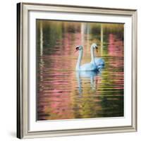 Two Swans Float on a Colorful Reflective Lake-Alex Saberi-Framed Photographic Print