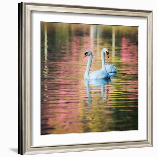 Two Swans Float on a Colorful Reflective Lake-Alex Saberi-Framed Photographic Print