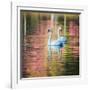 Two Swans Float on a Colorful Reflective Lake-Alex Saberi-Framed Photographic Print