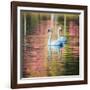Two Swans Float on a Colorful Reflective Lake-Alex Saberi-Framed Photographic Print