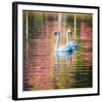 Two Swans Float on a Colorful Reflective Lake-Alex Saberi-Framed Photographic Print