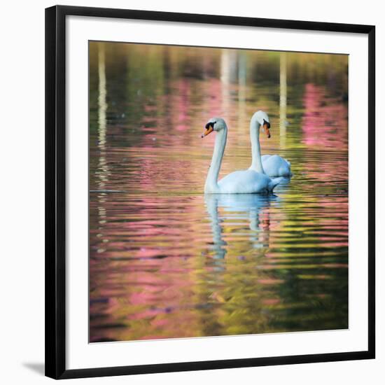 Two Swans Float on a Colorful Reflective Lake-Alex Saberi-Framed Photographic Print