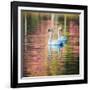 Two Swans Float on a Colorful Reflective Lake-Alex Saberi-Framed Photographic Print