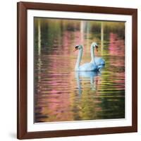 Two Swans Float on a Colorful Reflective Lake-Alex Saberi-Framed Photographic Print