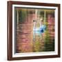 Two Swans Float on a Colorful Reflective Lake-Alex Saberi-Framed Photographic Print