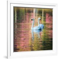 Two Swans Float on a Colorful Reflective Lake-Alex Saberi-Framed Photographic Print