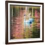 Two Swans Float on a Colorful Reflective Lake-Alex Saberi-Framed Photographic Print