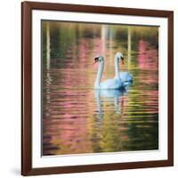 Two Swans Float on a Colorful Reflective Lake-Alex Saberi-Framed Photographic Print