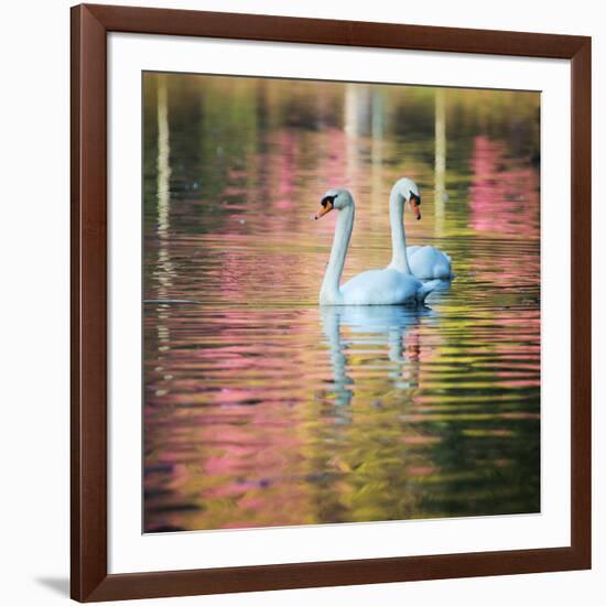 Two Swans Float on a Colorful Reflective Lake-Alex Saberi-Framed Photographic Print