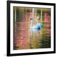 Two Swans Float on a Colorful Reflective Lake-Alex Saberi-Framed Photographic Print