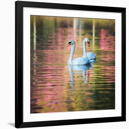 Two Swans Float on a Colorful Reflective Lake-Alex Saberi-Framed Photographic Print
