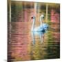 Two Swans Float on a Colorful Reflective Lake-Alex Saberi-Mounted Photographic Print