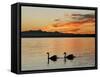 Two Swans Glide across Lake Chiemsee at Sunset near Seebruck, Germany-Diether Endlicher-Framed Stretched Canvas