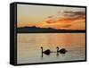 Two Swans Glide across Lake Chiemsee at Sunset near Seebruck, Germany-Diether Endlicher-Framed Stretched Canvas