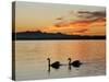 Two Swans Glide across Lake Chiemsee at Sunset near Seebruck, Germany-Diether Endlicher-Stretched Canvas