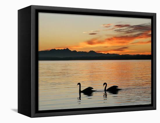 Two Swans Glide across Lake Chiemsee at Sunset near Seebruck, Germany-Diether Endlicher-Framed Stretched Canvas