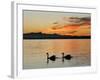 Two Swans Glide across Lake Chiemsee at Sunset near Seebruck, Germany-Diether Endlicher-Framed Photographic Print