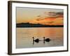 Two Swans Glide across Lake Chiemsee at Sunset near Seebruck, Germany-Diether Endlicher-Framed Photographic Print