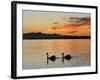 Two Swans Glide across Lake Chiemsee at Sunset near Seebruck, Germany-Diether Endlicher-Framed Photographic Print