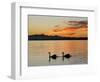 Two Swans Glide across Lake Chiemsee at Sunset near Seebruck, Germany-Diether Endlicher-Framed Photographic Print