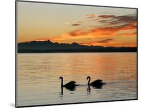 Two Swans Glide across Lake Chiemsee at Sunset near Seebruck, Germany-Diether Endlicher-Mounted Photographic Print